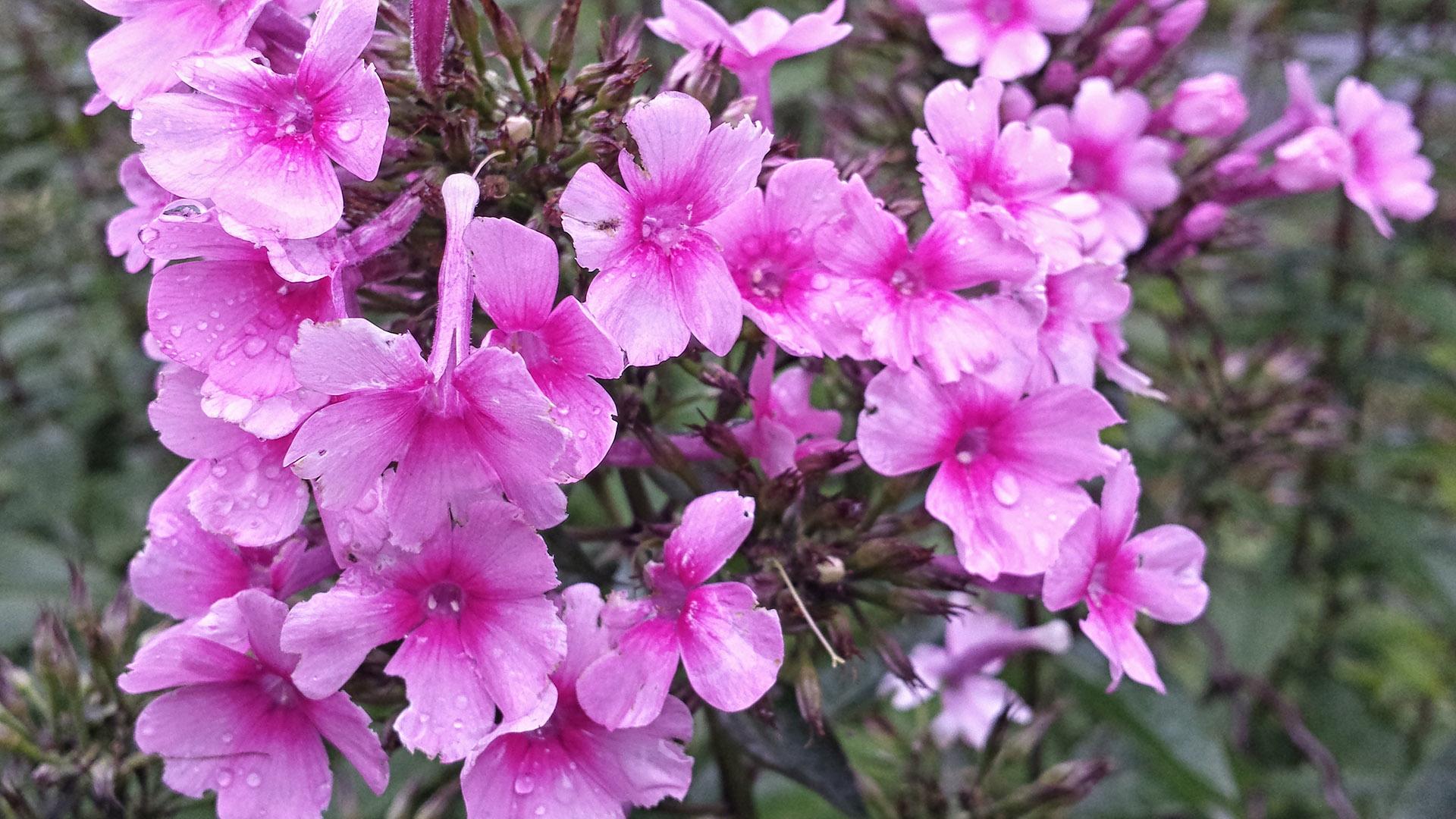 phlox.jpg